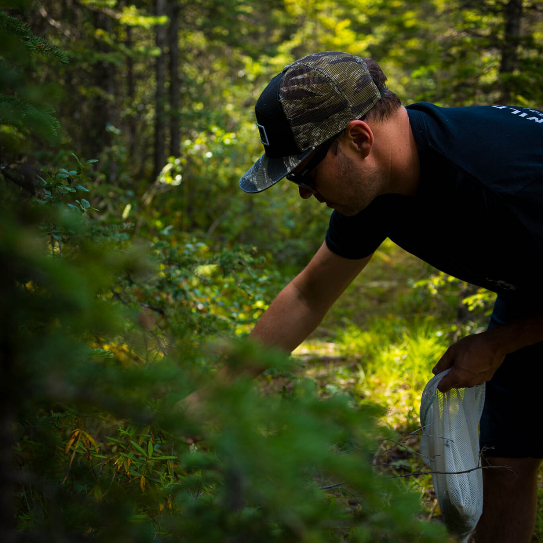 Wild Foraging for gin botanicals from local craft distillery in the woods harvesting