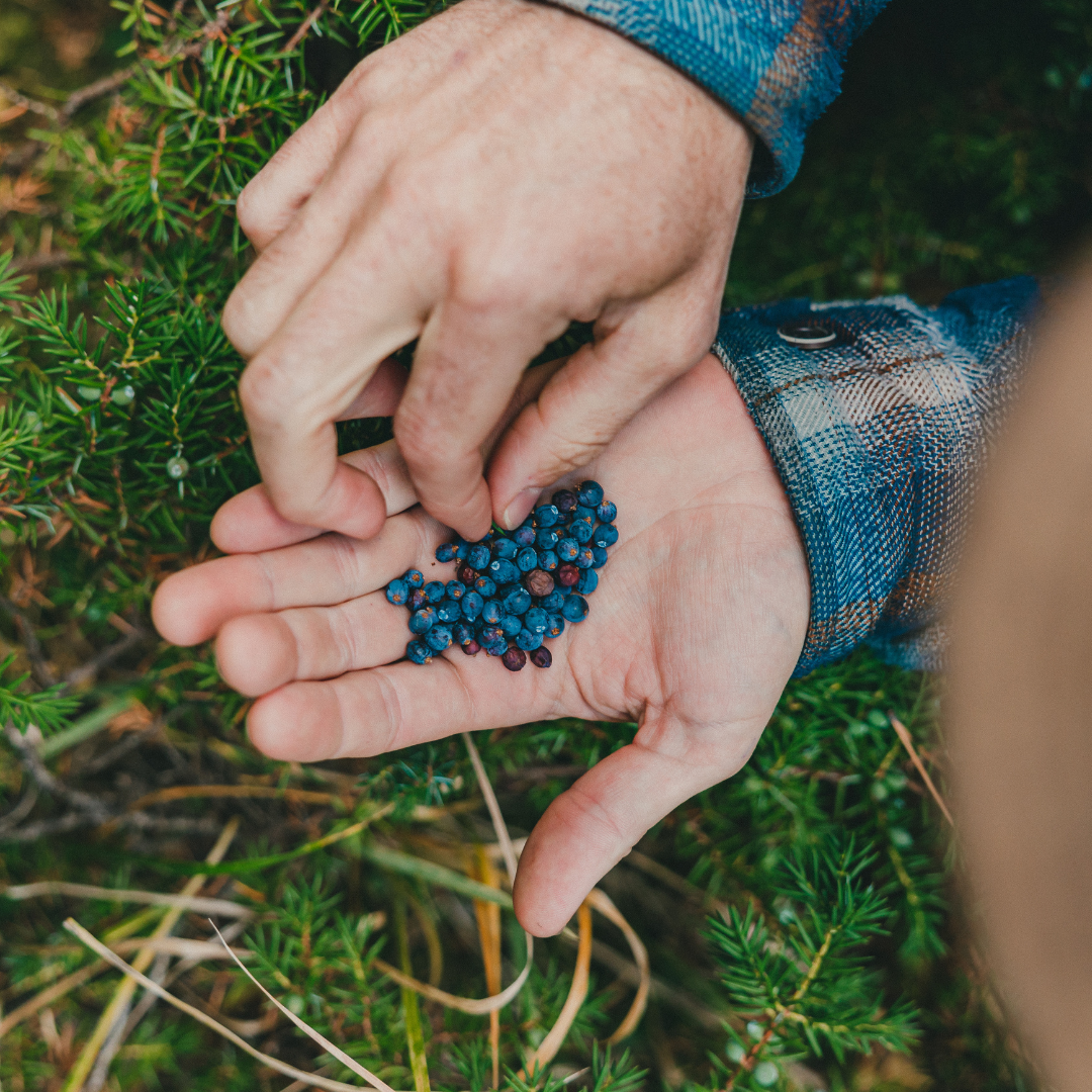 Wild Foraged Juniper Wild Life Distillery